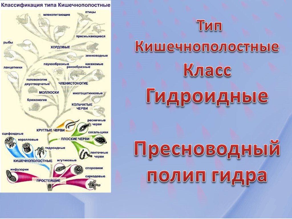 Магазины с наркотиками