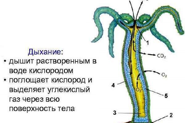 Ссылка на кракен kr2web in